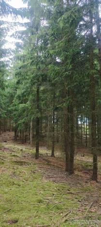 Prodej lesa, Městečko Trnávka - Lázy, 42338 m2