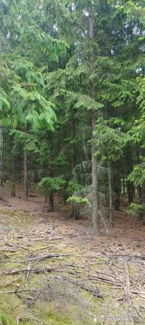 Prodej lesa, Městečko Trnávka - Lázy, 42338 m2