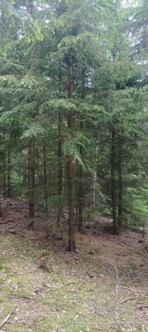 Prodej lesa, Městečko Trnávka - Lázy, 42338 m2