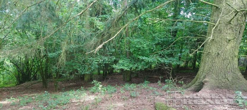 Prodej lesa, Městečko Trnávka - Lázy, 42338 m2