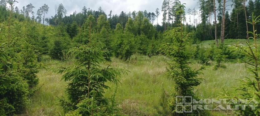 Prodej lesa, Městečko Trnávka - Lázy, 42338 m2