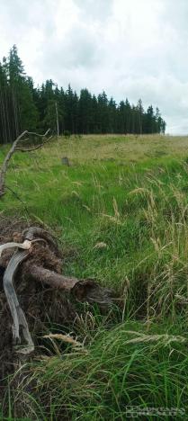 Prodej lesa, Městečko Trnávka - Lázy, 42338 m2