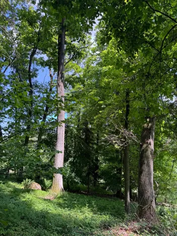 Prodej lesa, Chvaletice, 2992 m2