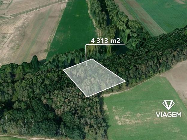 Prodej lesa, Předměřice nad Jizerou, 4313 m2
