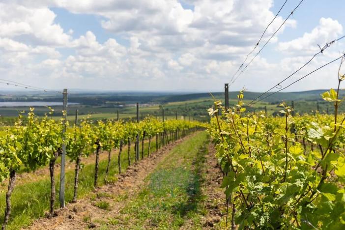 Prodej vinného sklepa, Pavlov, Na Návsi, 49 m2