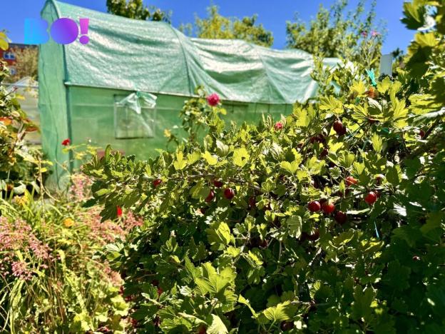 Prodej zahrady, Karviná, 163 m2