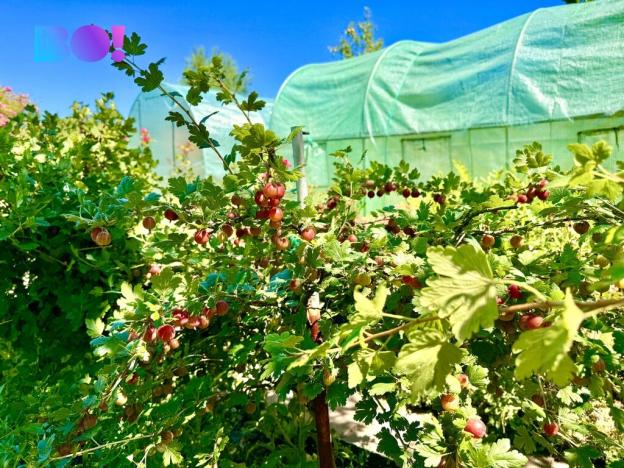 Prodej zahrady, Karviná, 163 m2