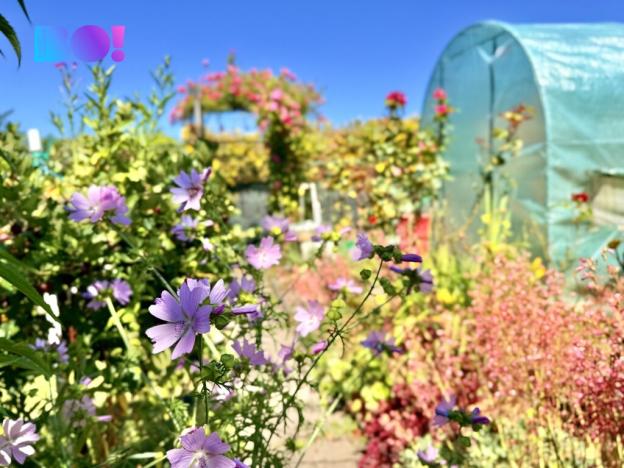 Prodej zahrady, Karviná, 163 m2