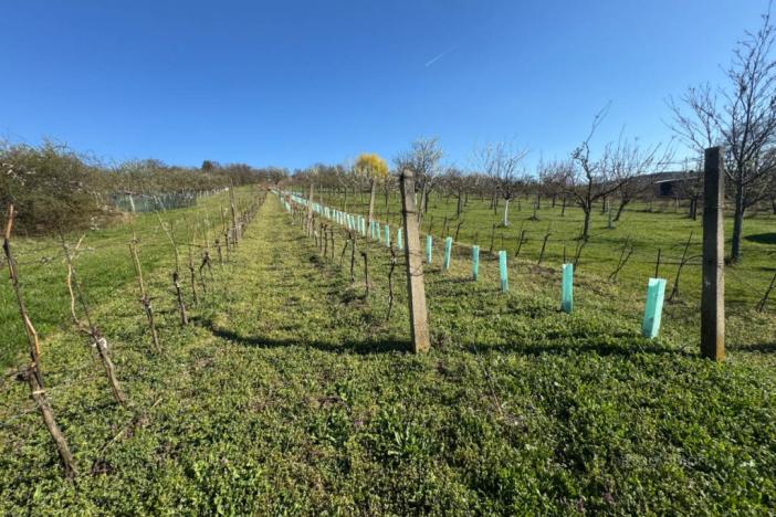 Prodej sadu/vinice, Strážnice, 4353 m2