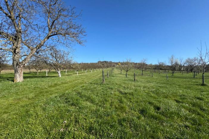 Prodej sadu/vinice, Strážnice, 4353 m2