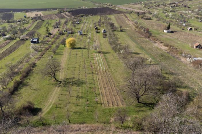 Prodej sadu/vinice, Strážnice, 4353 m2