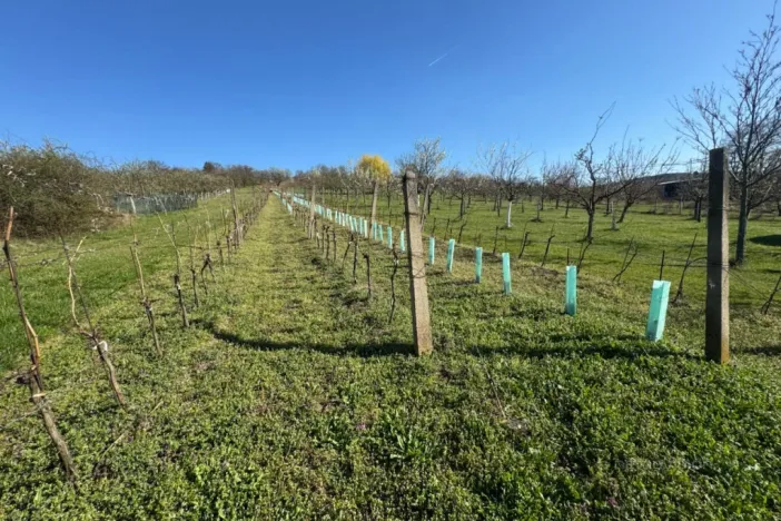 Prodej sadu/vinice, Strážnice, 4353 m2