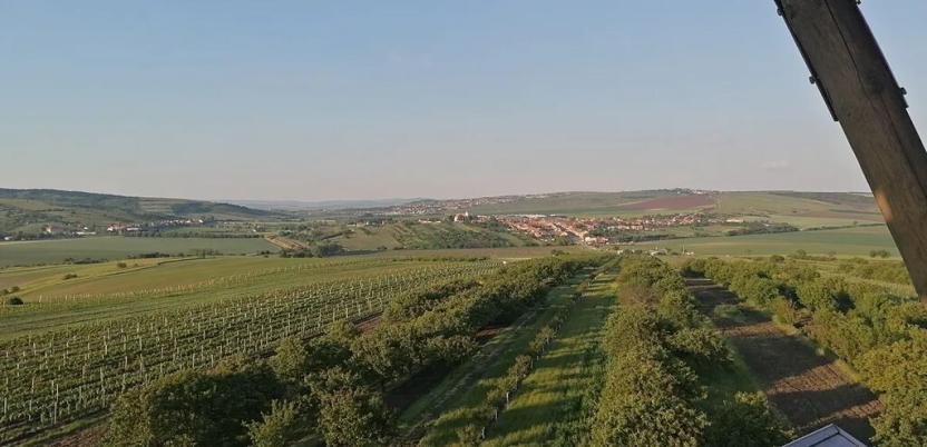 Prodej sadu/vinice, Lednice, 1200 m2