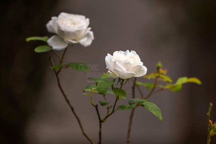 Prodej zahrady, Plzeň - Doubravka, 379 m2