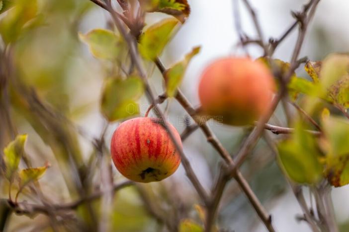 Prodej zahrady, Plzeň - Doubravka, 379 m2