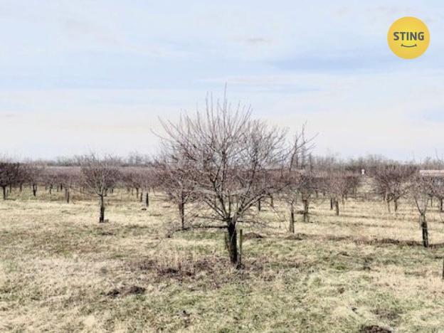 Prodej sadu/vinice, Lužice, 3829 m2