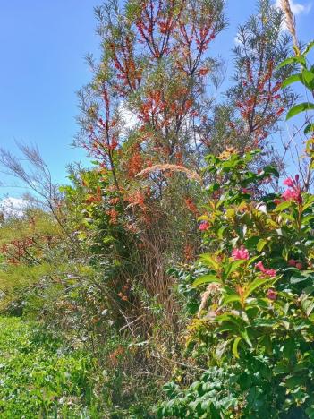 Prodej rodinného domu, Samšina - Drštěkryje, 121 m2