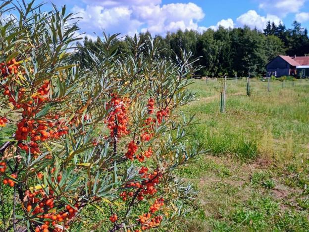 Prodej rodinného domu, Samšina - Drštěkryje, 121 m2