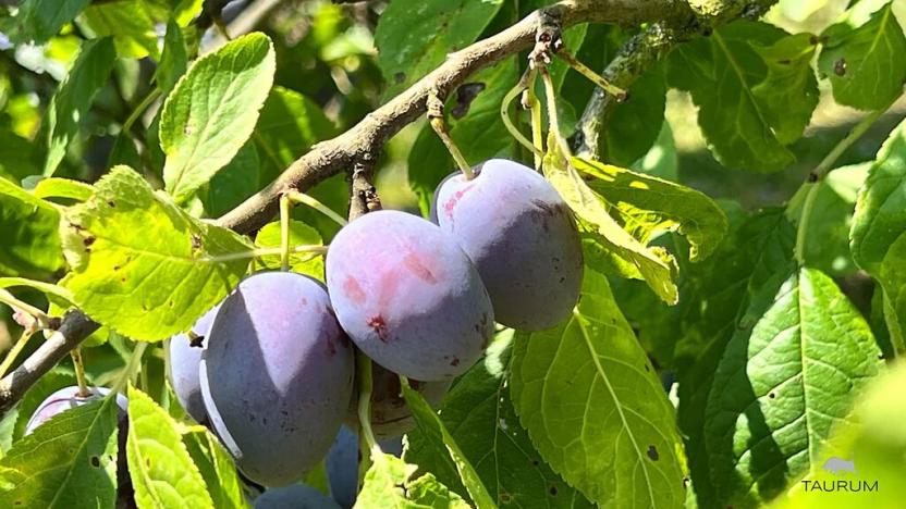 Prodej chaty, Plzeň, 15 m2