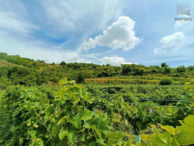 Prodej sadu/vinice, Pouzdřany, 1120 m2