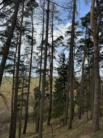 Prodej lesa, Prokopov, 5373 m2
