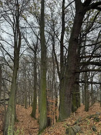 Prodej podílu lesa, Heřmánky, 845 m2
