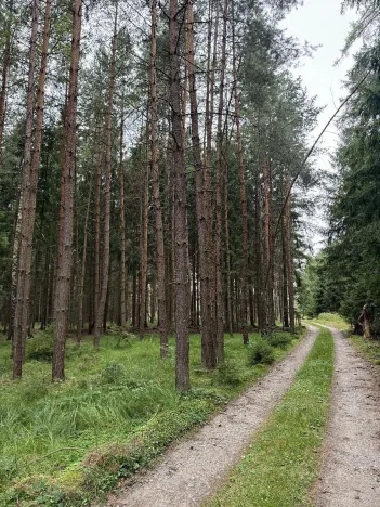 Prodej lesa, Křenovice, 5088 m2