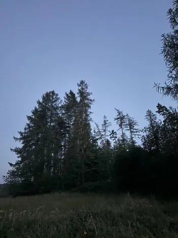 Prodej lesa, Proseč, 7493 m2