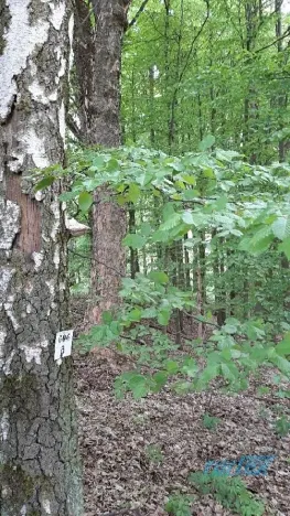 Prodej lesa, Zábřeh, 78836 m2