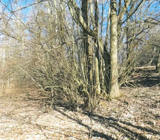 Prodej lesa, Rodná, 1517 m2