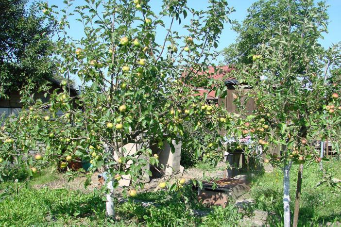 Prodej chaty, Ostrava, Špillarova, 32 m2