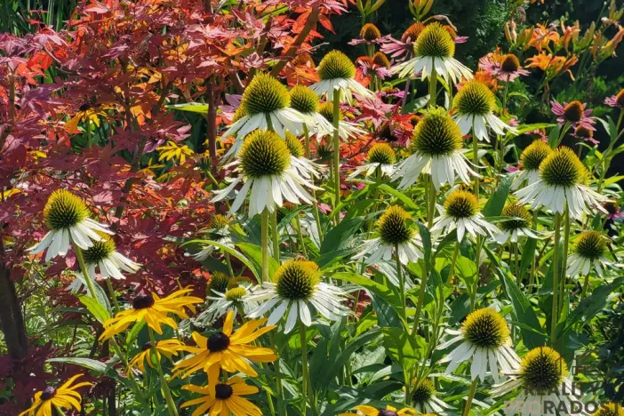 Prodej zahrady, Moravský Krumlov, 756 m2