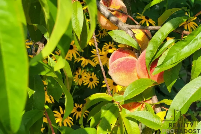 Prodej zahrady, Moravský Krumlov, 756 m2