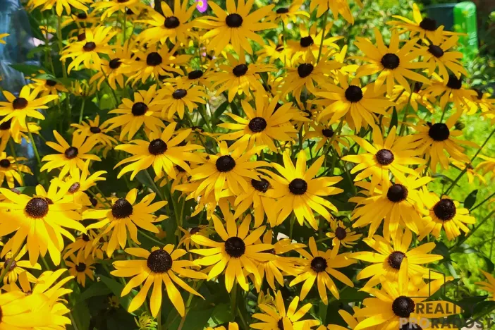 Prodej zahrady, Moravský Krumlov, 756 m2