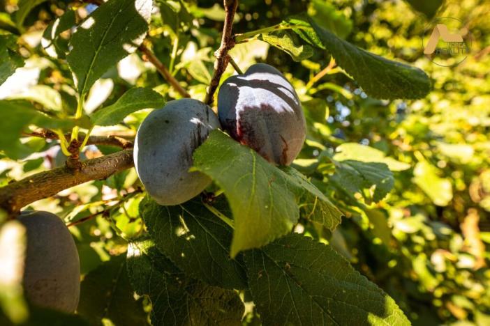 Prodej zemědělské usedlosti, Krašlovice, 118 m2