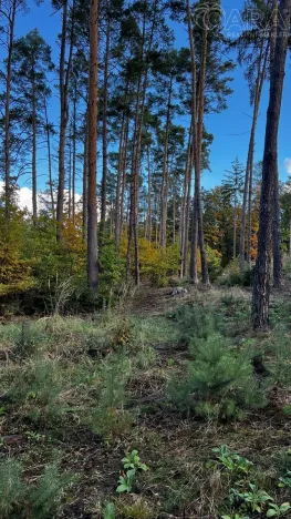 Prodej lesa, Štěchovice, 8586 m2