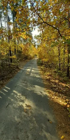 Prodej lesa, Štěchovice, 8586 m2