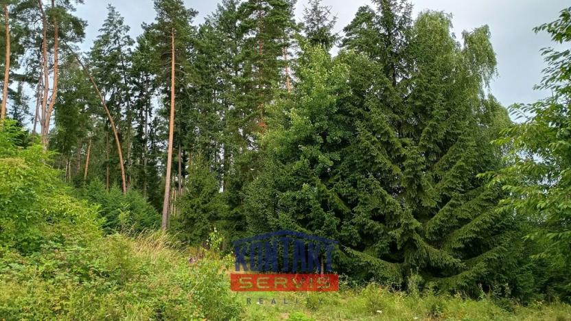 Prodej lesa, Bušanovice, 2562 m2