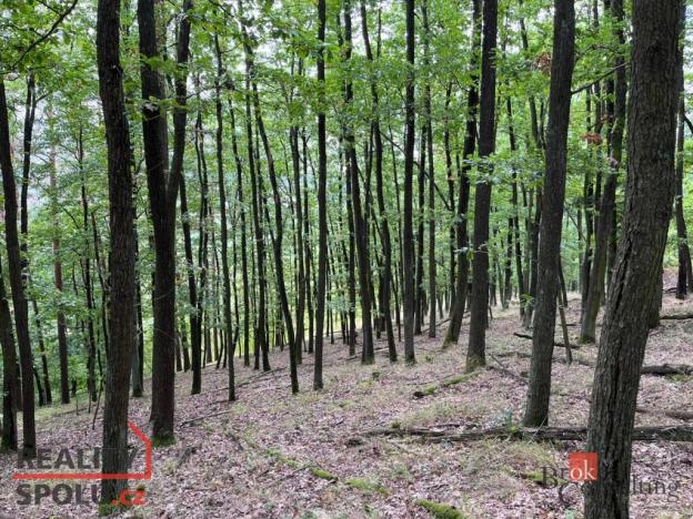 Prodej lesa, Lomnička, 8887 m2