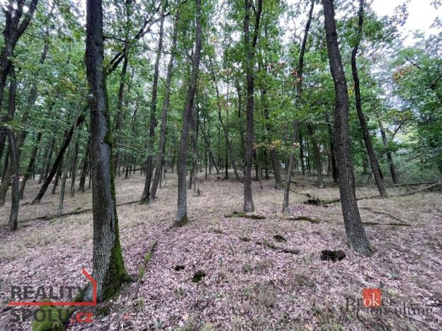 Prodej lesa, Lomnička, 8887 m2