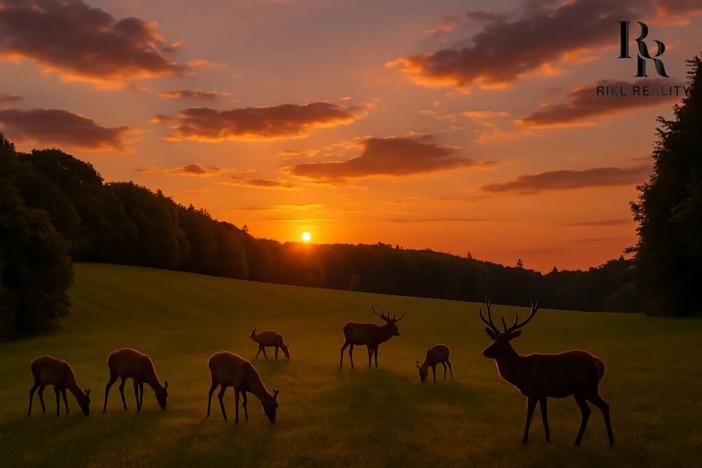 Prodej lesa, Bílá Lhota, 2912 m2