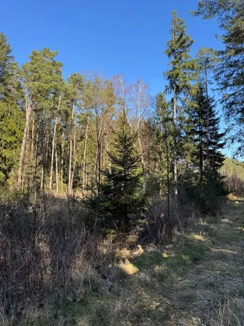 Prodej lesa, Sedlečko u Soběslavě, 6708 m2