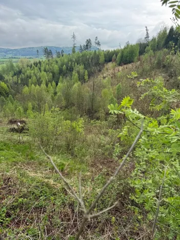 Prodej lesa, Bukovina u Čisté, 12070 m2