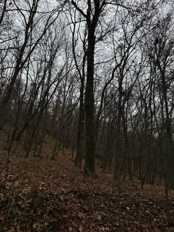 Prodej podílu lesa, Praha, 4596 m2