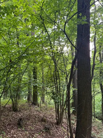 Prodej lesa, Heřmanice, 11566 m2