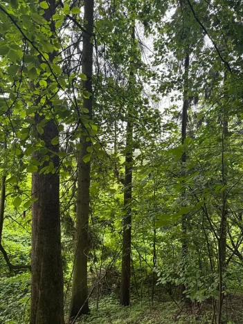 Prodej lesa, Heřmanice, 11566 m2