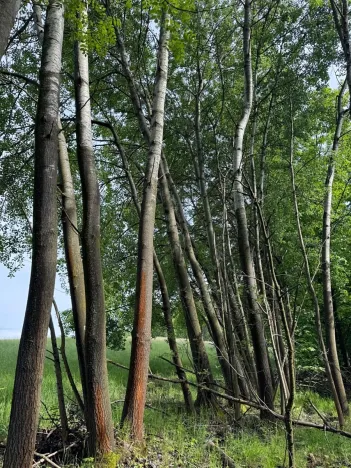 Prodej pozemku, Český Dub, 25179 m2