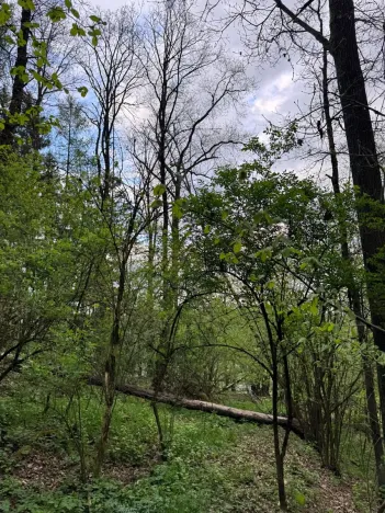 Prodej lesa, Přeštěnice, 4298 m2