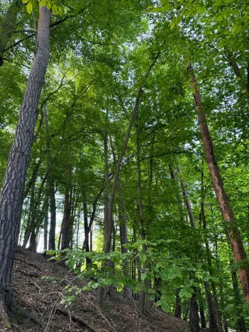 Prodej lesa, Vranov, 4583 m2