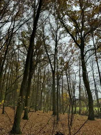 Prodej podílu lesa, Dolní Lukavice, 7998 m2